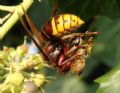 Vespa crabro